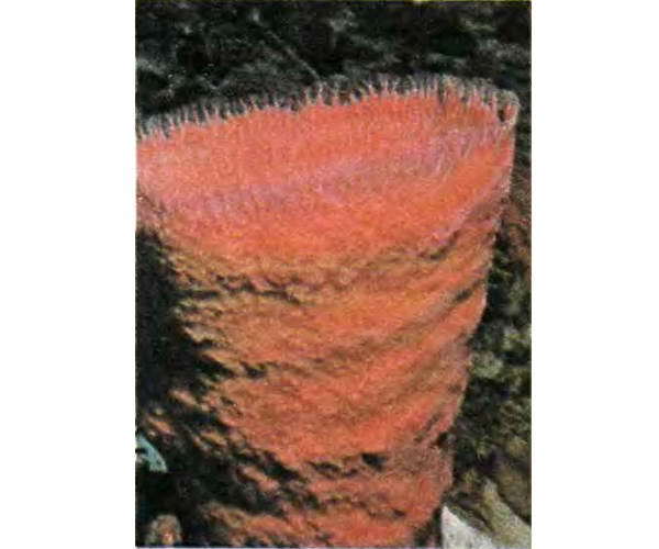 Беспозвоночные. Ископаемые животные - i_049.jpg