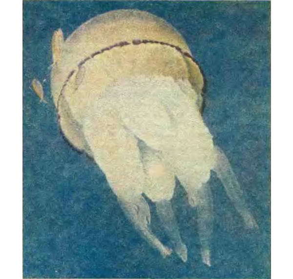 Беспозвоночные. Ископаемые животные - i_059.jpg