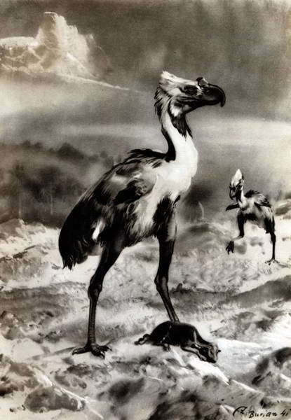 Беспозвоночные. Ископаемые животные - i_410.jpg