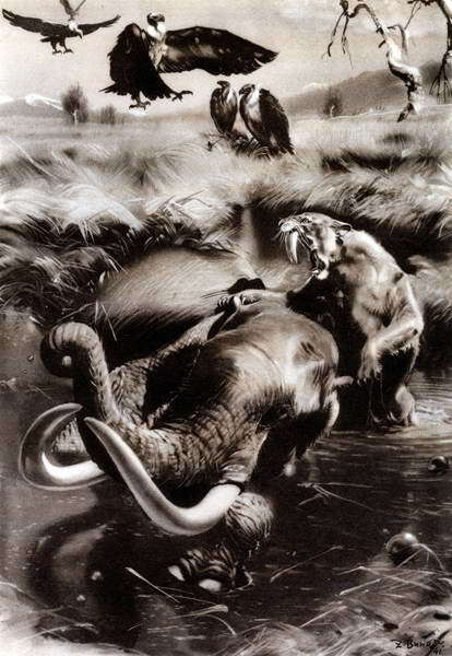 Беспозвоночные. Ископаемые животные - i_419.jpg