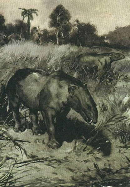 Беспозвоночные. Ископаемые животные - i_421.jpg