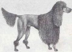 Домашние животные - i_034.jpg