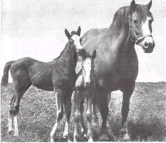 Домашние животные - i_143.jpg