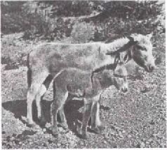 Домашние животные - i_149.jpg