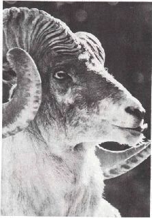 Домашние животные - i_153.jpg