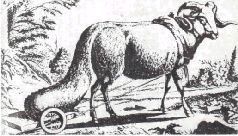 Домашние животные - i_172.jpg