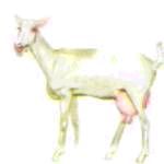 Домашние животные - i_174.jpg