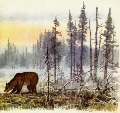 Жил-был медведь - _005.jpg