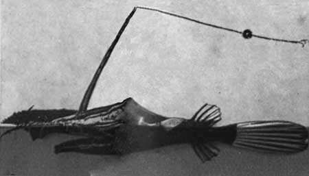 И у крокодила есть друзья - i_033.jpg