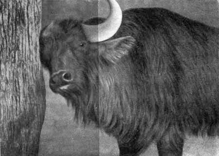 И у крокодила есть друзья - i_092.jpg