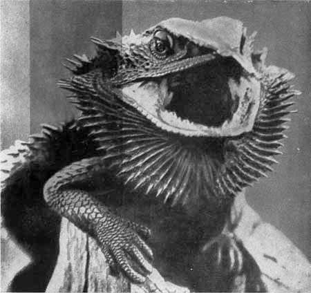 И у крокодила есть друзья - i_093.jpg