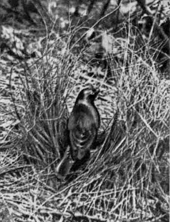 И у крокодила есть друзья - i_095.jpg