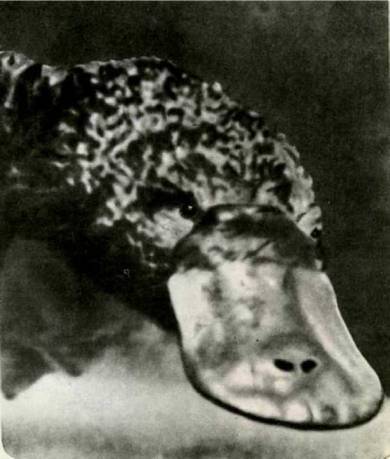 Клоачные, сумчатые, насекомоядные, шерстокрылые, хищные, непарнокопытные и парнокопытные - i_003.jpg