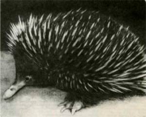 Клоачные, сумчатые, насекомоядные, шерстокрылые, хищные, непарнокопытные и парнокопытные - i_012.jpg