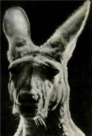 Клоачные, сумчатые, насекомоядные, шерстокрылые, хищные, непарнокопытные и парнокопытные - i_017.jpg