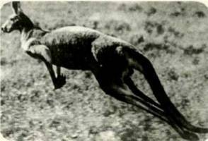 Клоачные, сумчатые, насекомоядные, шерстокрылые, хищные, непарнокопытные и парнокопытные - i_020.jpg