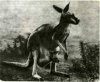 Клоачные, сумчатые, насекомоядные, шерстокрылые, хищные, непарнокопытные и парнокопытные - i_025.jpg