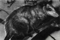 Клоачные, сумчатые, насекомоядные, шерстокрылые, хищные, непарнокопытные и парнокопытные - i_057.jpg