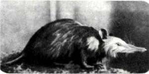 Клоачные, сумчатые, насекомоядные, шерстокрылые, хищные, непарнокопытные и парнокопытные - i_076.jpg