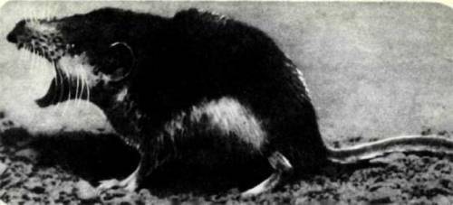 Клоачные, сумчатые, насекомоядные, шерстокрылые, хищные, непарнокопытные и парнокопытные - i_085.jpg