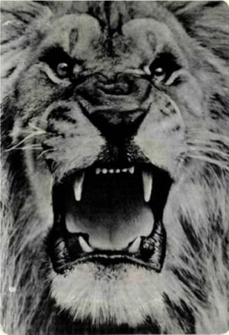 Клоачные, сумчатые, насекомоядные, шерстокрылые, хищные, непарнокопытные и парнокопытные - i_094.jpg