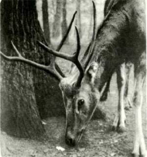 Клоачные, сумчатые, насекомоядные, шерстокрылые, хищные, непарнокопытные и парнокопытные - i_326.jpg