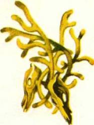 Клоачные, сумчатые, насекомоядные, шерстокрылые, хищные, непарнокопытные и парнокопытные - i_336.jpg