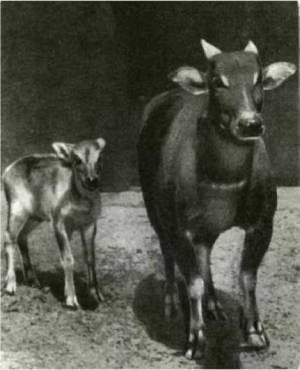 Клоачные, сумчатые, насекомоядные, шерстокрылые, хищные, непарнокопытные и парнокопытные - i_368.jpg