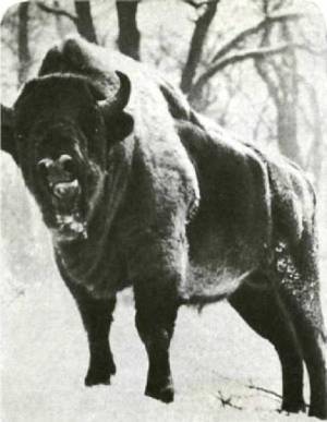 Клоачные, сумчатые, насекомоядные, шерстокрылые, хищные, непарнокопытные и парнокопытные - i_370.jpg