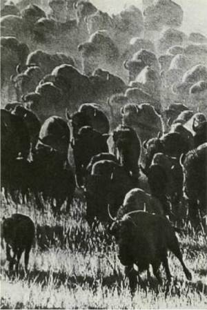 Клоачные, сумчатые, насекомоядные, шерстокрылые, хищные, непарнокопытные и парнокопытные - i_375.jpg