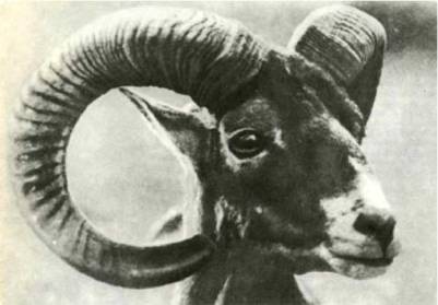 Клоачные, сумчатые, насекомоядные, шерстокрылые, хищные, непарнокопытные и парнокопытные - i_389.jpg