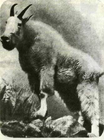 Клоачные, сумчатые, насекомоядные, шерстокрылые, хищные, непарнокопытные и парнокопытные - i_395.jpg