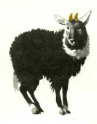 Клоачные, сумчатые, насекомоядные, шерстокрылые, хищные, непарнокопытные и парнокопытные - i_400.jpg