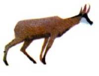 Клоачные, сумчатые, насекомоядные, шерстокрылые, хищные, непарнокопытные и парнокопытные - i_402.jpg