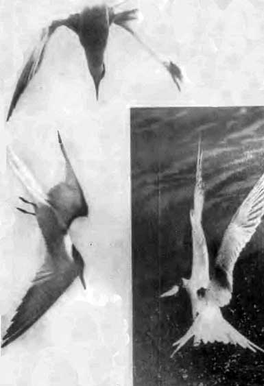 КУДА? и КАК? - i_027.jpg