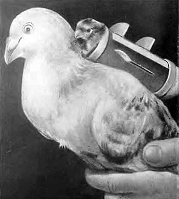 КУДА? и КАК? - i_029.jpg