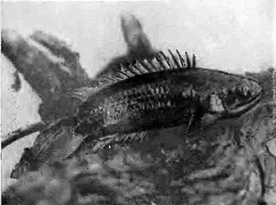 КУДА? и КАК? - i_031.jpg