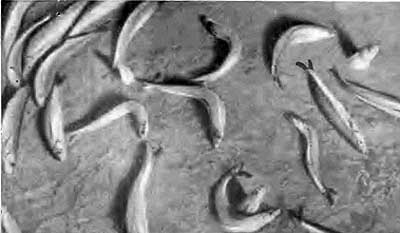 КУДА? и КАК? - i_034.jpg