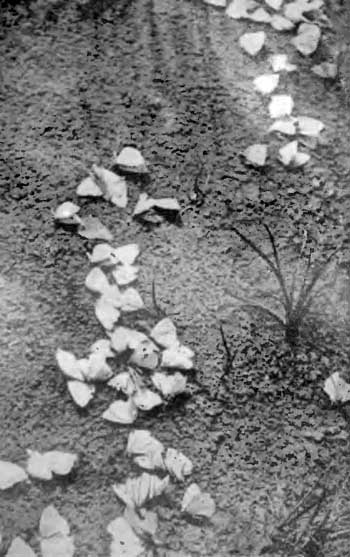 КУДА? и КАК? - i_039.jpg