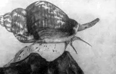 КУДА? и КАК? - i_049.jpg