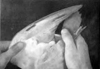 КУДА? и КАК? - i_052.jpg