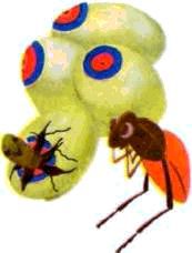 Насекомые. Пауки - i_010.jpg