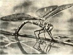 Насекомые. Пауки - i_037.jpg