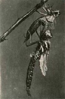 Насекомые. Пауки - i_041.jpg