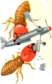 Насекомые. Пауки - i_067.jpg