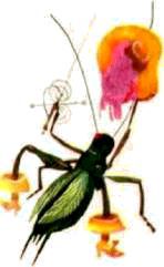 Насекомые. Пауки - i_078.jpg