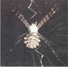 Насекомые. Пауки - i_327.jpg