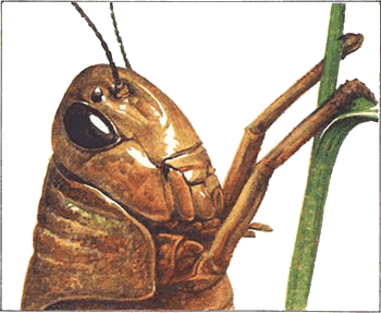 Невидимые нити природы - i_003.png