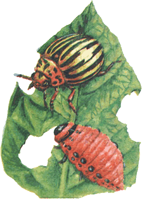 Невидимые нити природы - i_019.png