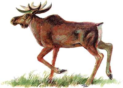 Невидимые нити природы - i_029.png